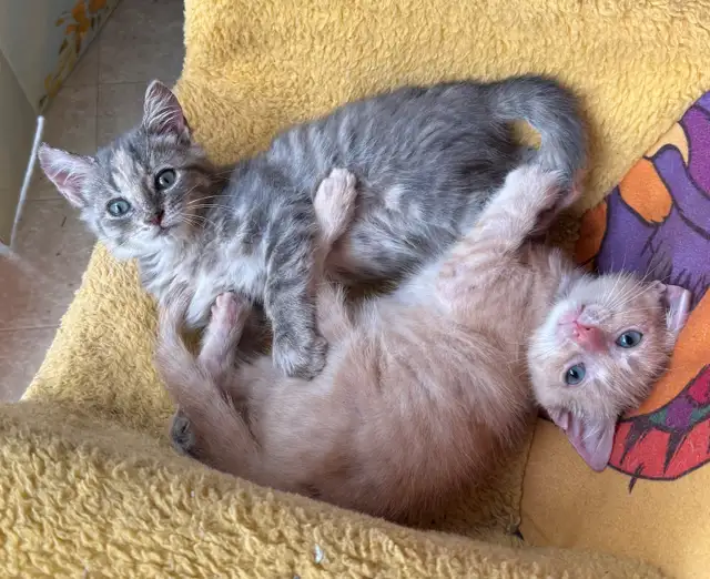 Chats Angora , kitten de différentes couleurs in Cats & Kittens for Rehoming in Lévis - Image 3