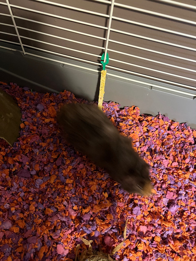 Guinea pigs for rehoming! (Bonded) in Other Pets for Rehoming in Dartmouth - Image 2