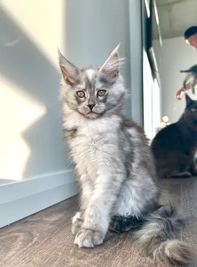 Chaton mainecoon pure race, View more