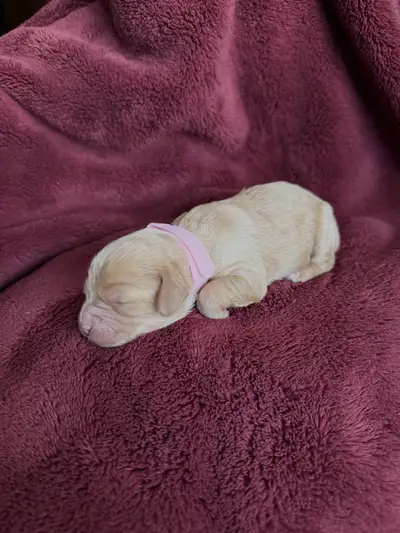 Cavapoo Puppies, View more