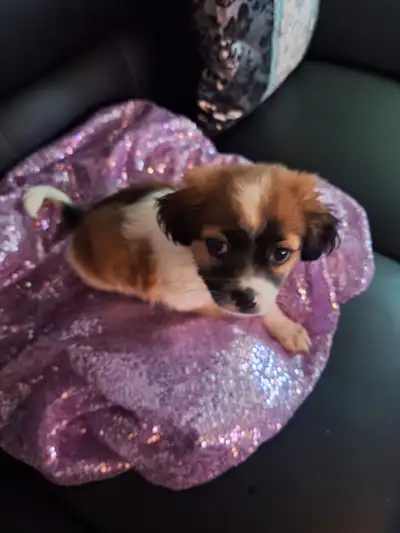 Beautiful Shih Tzu puppies for sale, 8 weeks old, View more