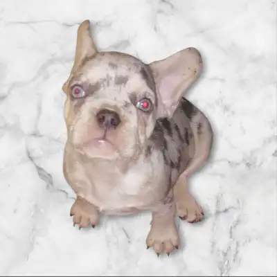 We have merle French Bulldog girl with blue eyes. Both parents are blue. Puppy have been to VET and...