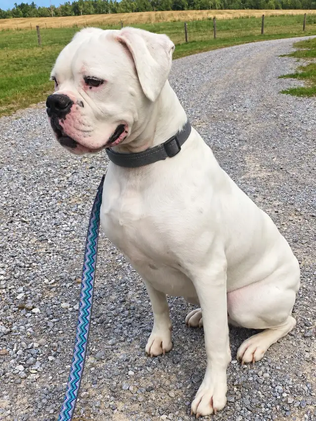 Boxer Dog Rehoming | Dogs & Puppies for Rehoming | Kawartha Lakes ...