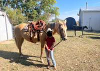 Trix - 16yr AQHA Mare For Sale 