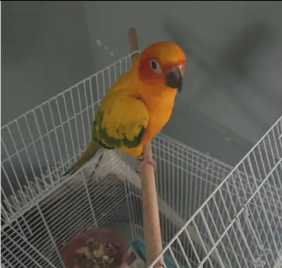 Sun Conure, View more