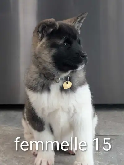 akita américain, View more