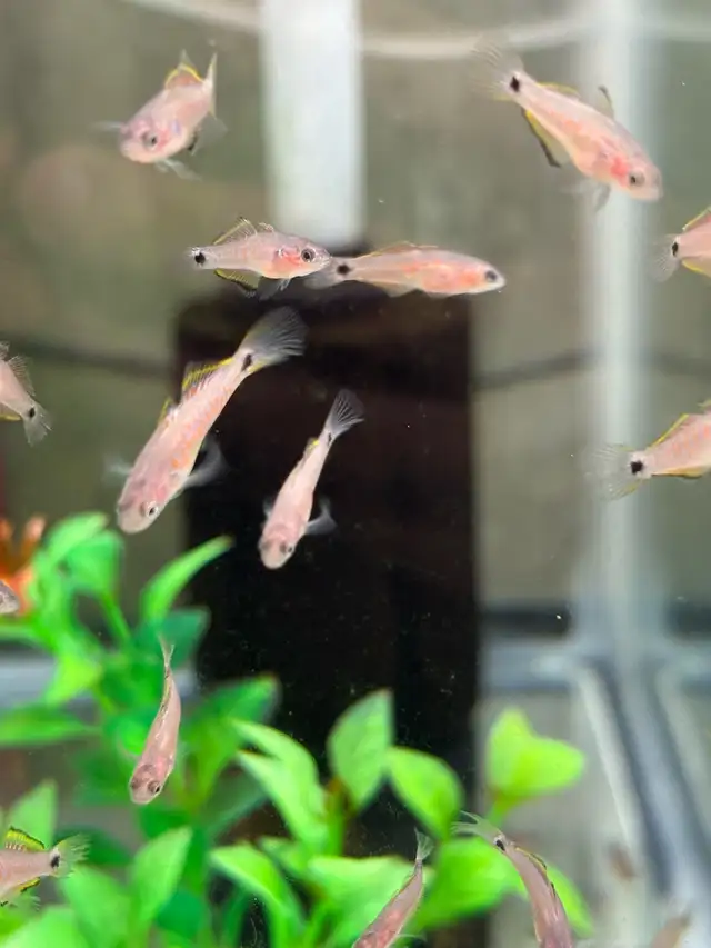 Peacock Goby - Gudreon in Fish for Rehoming in Markham / York Region - Image 6