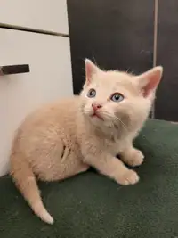 Kittens need homes