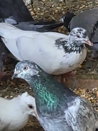 pigeons, tippler and homy fir sale , View more
