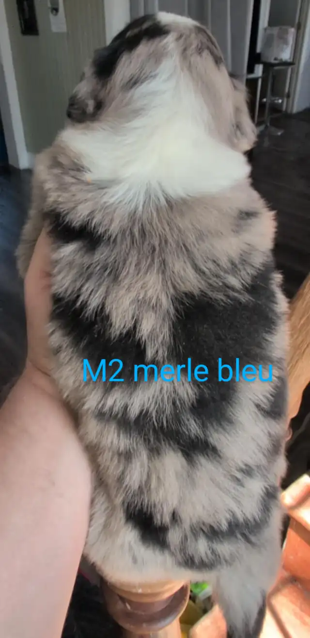 Reste 2  mâles mini berger australien merle in Dogs & Puppies for Rehoming in City of Montréal - Image 7
