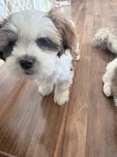 10 week old Shih Tzu, View more