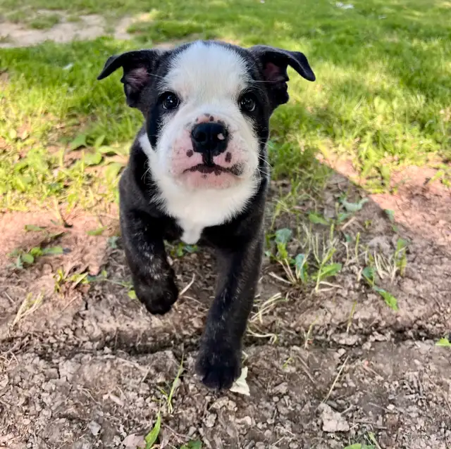 English Bulldog, Olde English Bulldogge mix in Dogs & Puppies for Rehoming in Norfolk County - Image 3