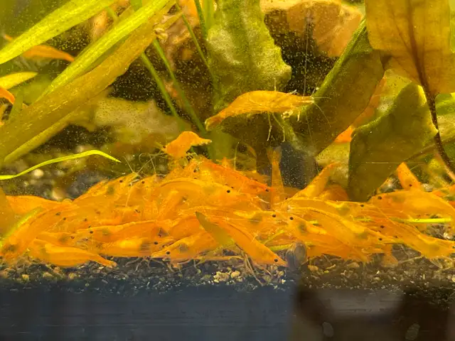 Orange Sunkist Shrimp  in Fish for Rehoming in Hamilton - Image 4