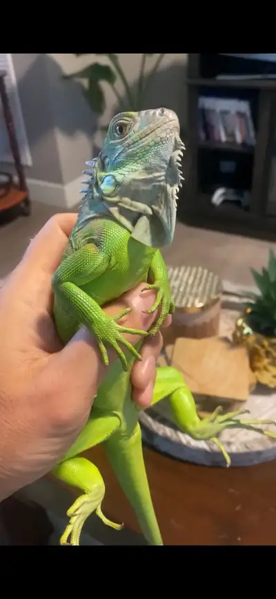 Green Iguana  , View more