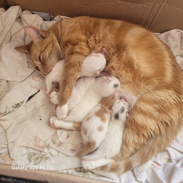 Kittens, ready to go as of October 21st! Cats & Kittens for Rehoming