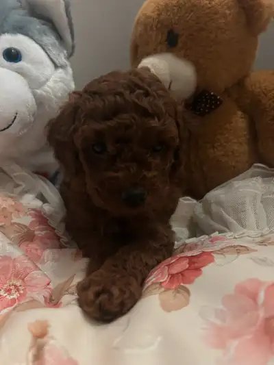 So beautiful dark red  toy poodle girl, View more