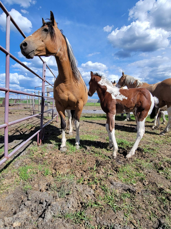 2022 APHA Tobiano Bay Colt | Horses & Ponies for Rehoming | Grande ...