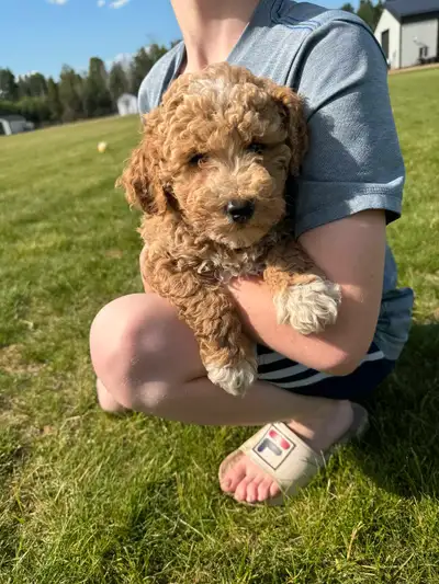 Miniature poodles, View more