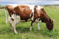 Milk Cow For Sale