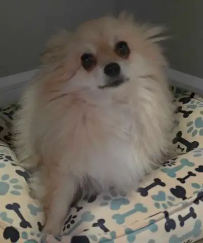 All dogs are spoken for currently if any changes I leave,a note here. Thank you everyone! We have pu...