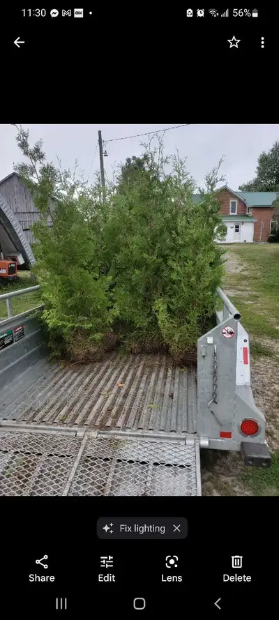 Fast Growing Natural Privacy! No permits needed for tree planting Eastern White Cedar Trees Perfect...