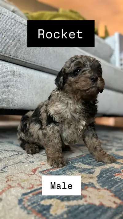 F1B GoldenDoodles For Sale, View more