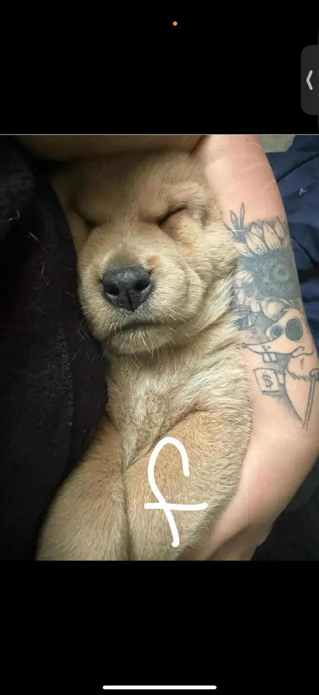 Chow/ mastiff mix. in Dogs & Puppies for Rehoming in Brantford - Image 9