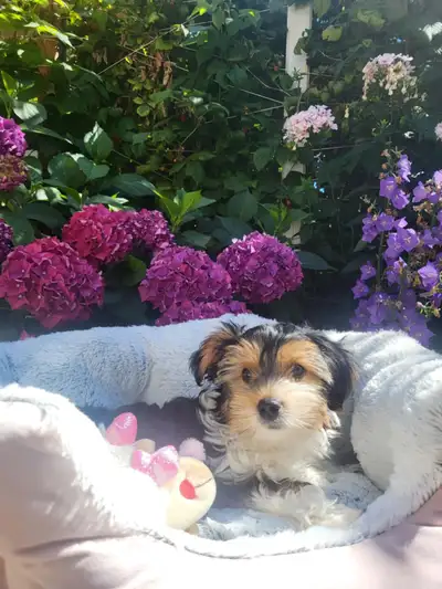 Female Biewer Terrier Puppy, View more