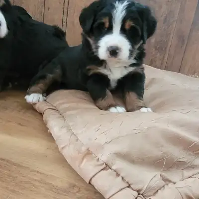 Purebred bernese mountain dog puppies 5 males and 3 females available, will be ready to go to their...