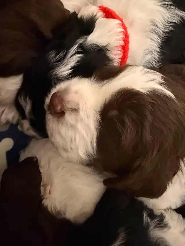 CKC Registered English Springer Spaniel Puppies in Dogs & Puppies for Rehoming in Sudbury - Image 3