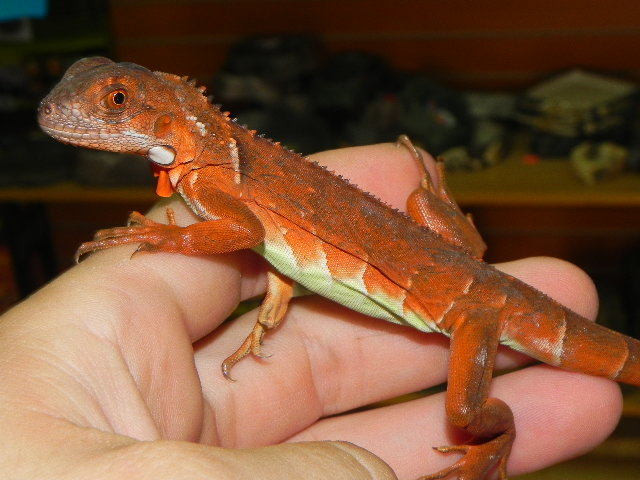 IGUANAS ON SPECIAL in Reptiles & Amphibians for Rehoming in North Bay - Image 2