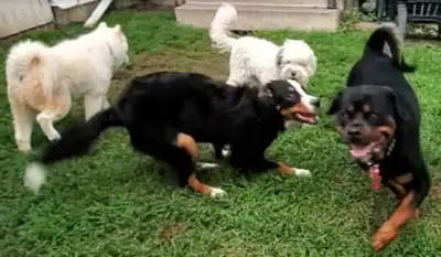 Dog Sitter /Dog Boarding /Pet Sitting /Overnight Pet Boarding, View more