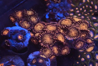 Pandora zoa coral frags