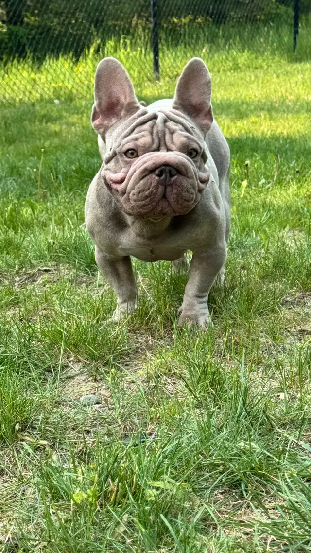 BOULEDOGUE FRANCAIS / FRENCH BULLDOG in Dogs & Puppies for Rehoming in Laval / North Shore - Image 7