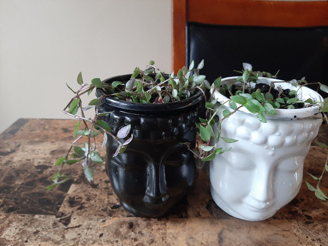 Turtle Vine Plant $15 each pot , available 3 plants dans Plantes, engrais et terreaux  à Moncton - Image 3