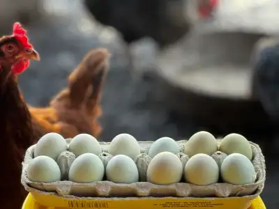 Ameraucana hatching eggs , View more