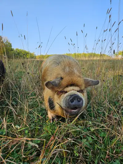 Kunekune Sow - AKKPS Registered, View more