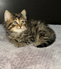 Siberian kittens for sale!
