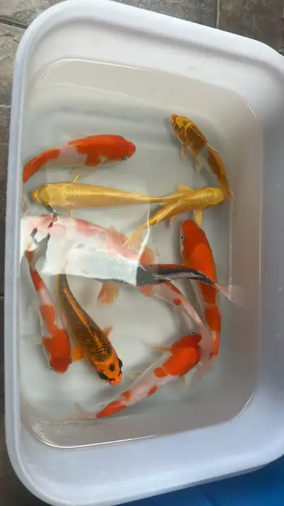 Japanese koi for sale, View more