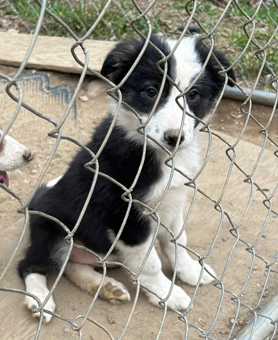 Border Collie (pure race)