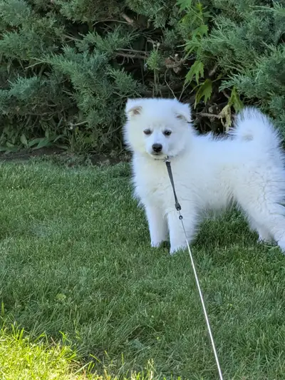 Miniature Eskimo Puppy, View more