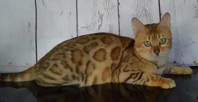 Bengal femelle enr TICA fermeture de chatterie, View more