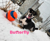 Butterfly-2yr female husky mix