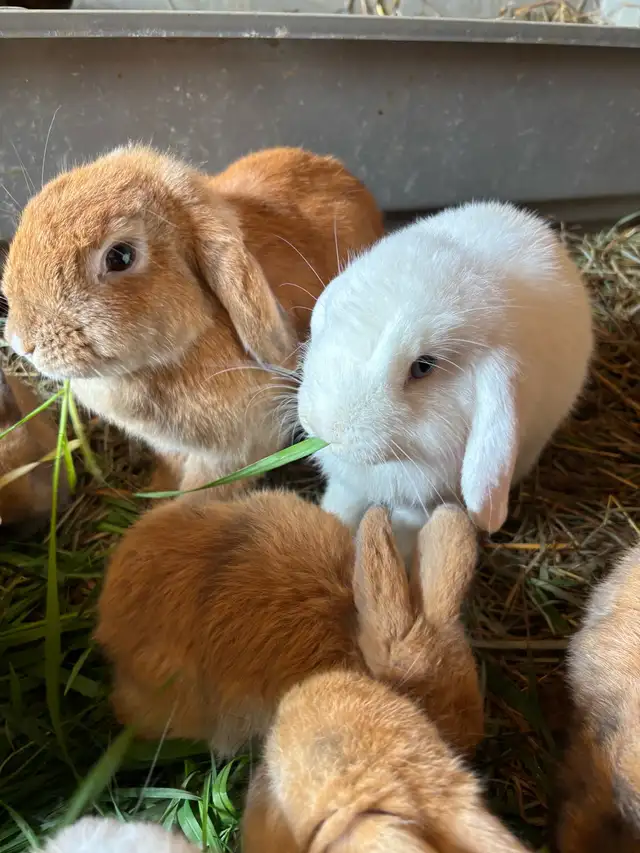 Holland Lop bunnies for Sale in Small Animals for Rehoming in Ottawa - Image 2