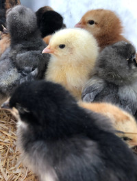 Pre-Orders for Super Cute, Super Friendly Easter Egger Chicks $5
