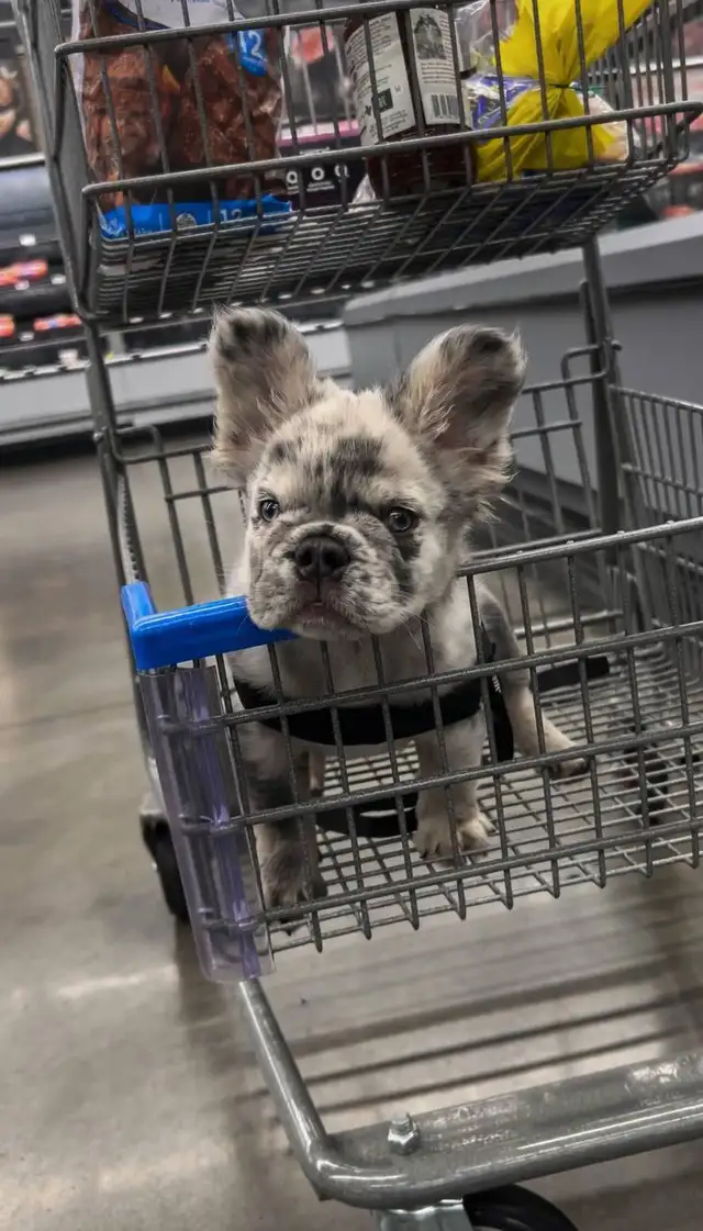 Frenchie Puppies For Sale in Dogs & Puppies for Rehoming in City of Toronto - Image 7