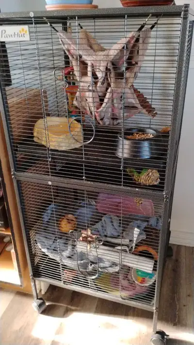 2 female rats for rehoming (ppu), View more