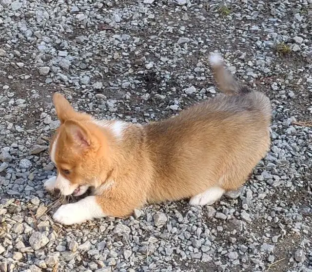Pembroke Welsh Corgi Puppies in Dogs & Puppies for Rehoming in Kawartha Lakes - Image 4