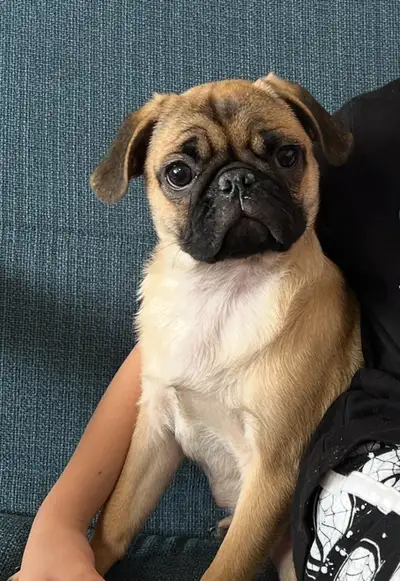 Adorable Female Pug to Rehome, View more