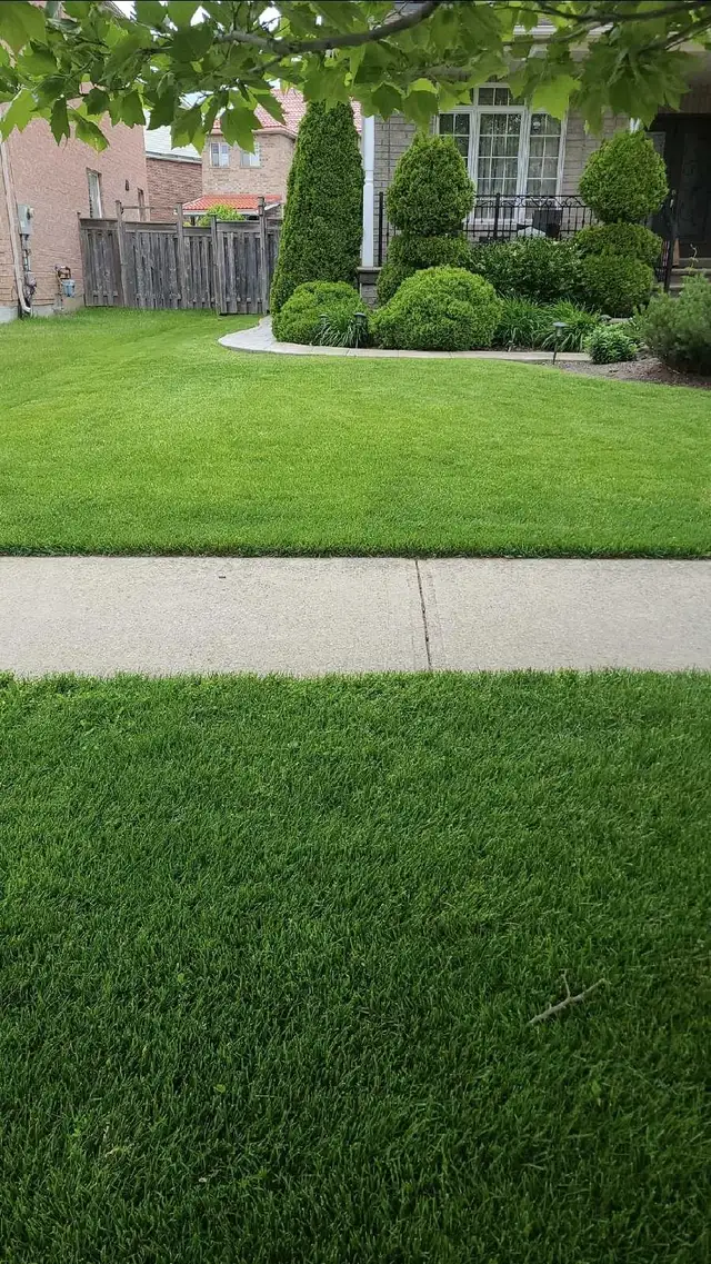 Grass cutting service in Peel and Halton region in Lawn, Tree Maintenance & Eavestrough in Mississauga / Peel Region - Image 5